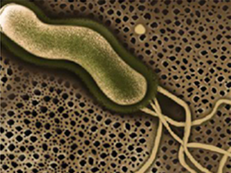 画像：ピロリ菌とは？